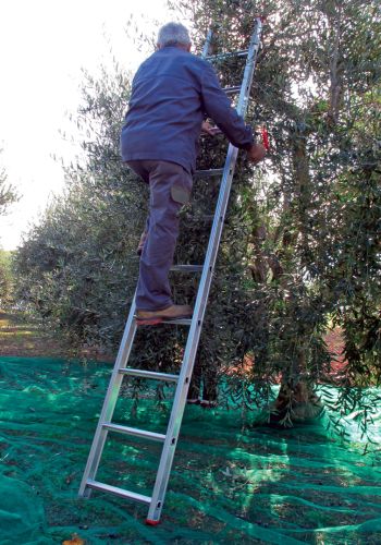 SA.1 - Conical ladder for olive harvest